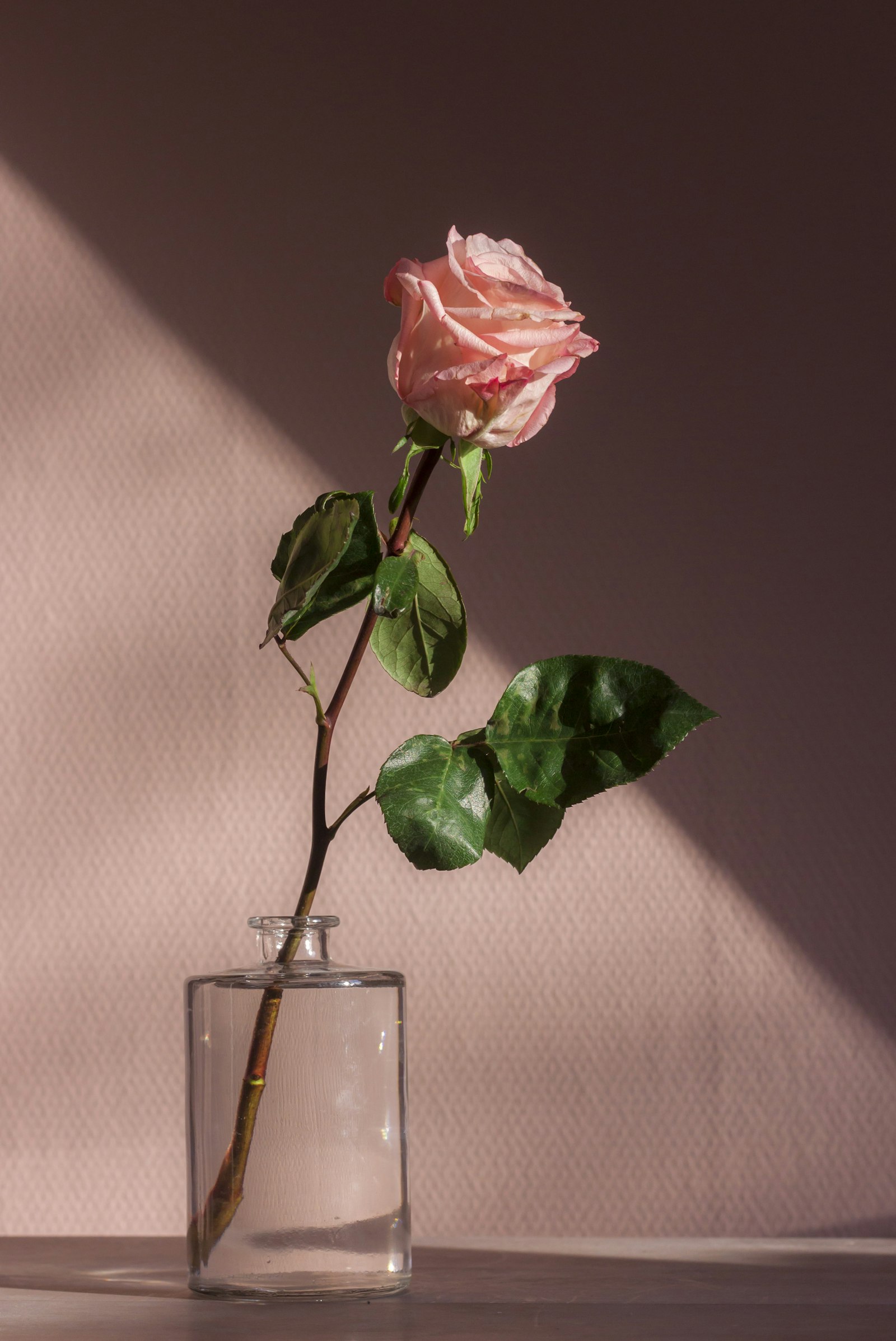 A single rose in a clear glass vessel, lit by afternoon sun