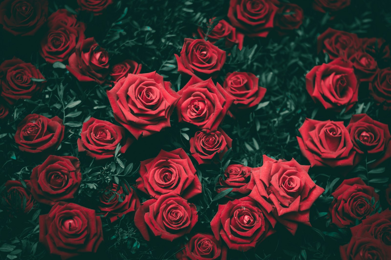 Dark red roses at night — the mood of Nocturne
