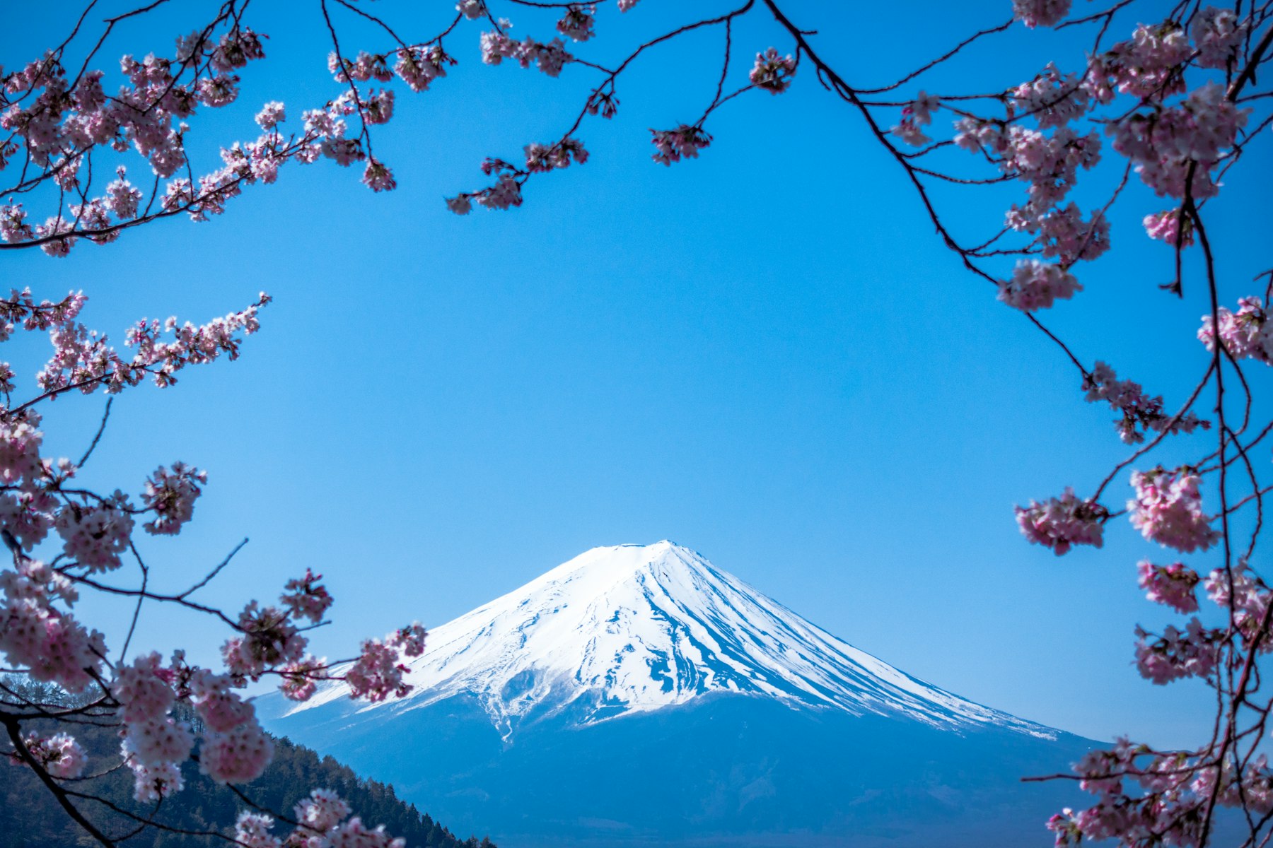 Mount Fuji framed by cherry blossoms