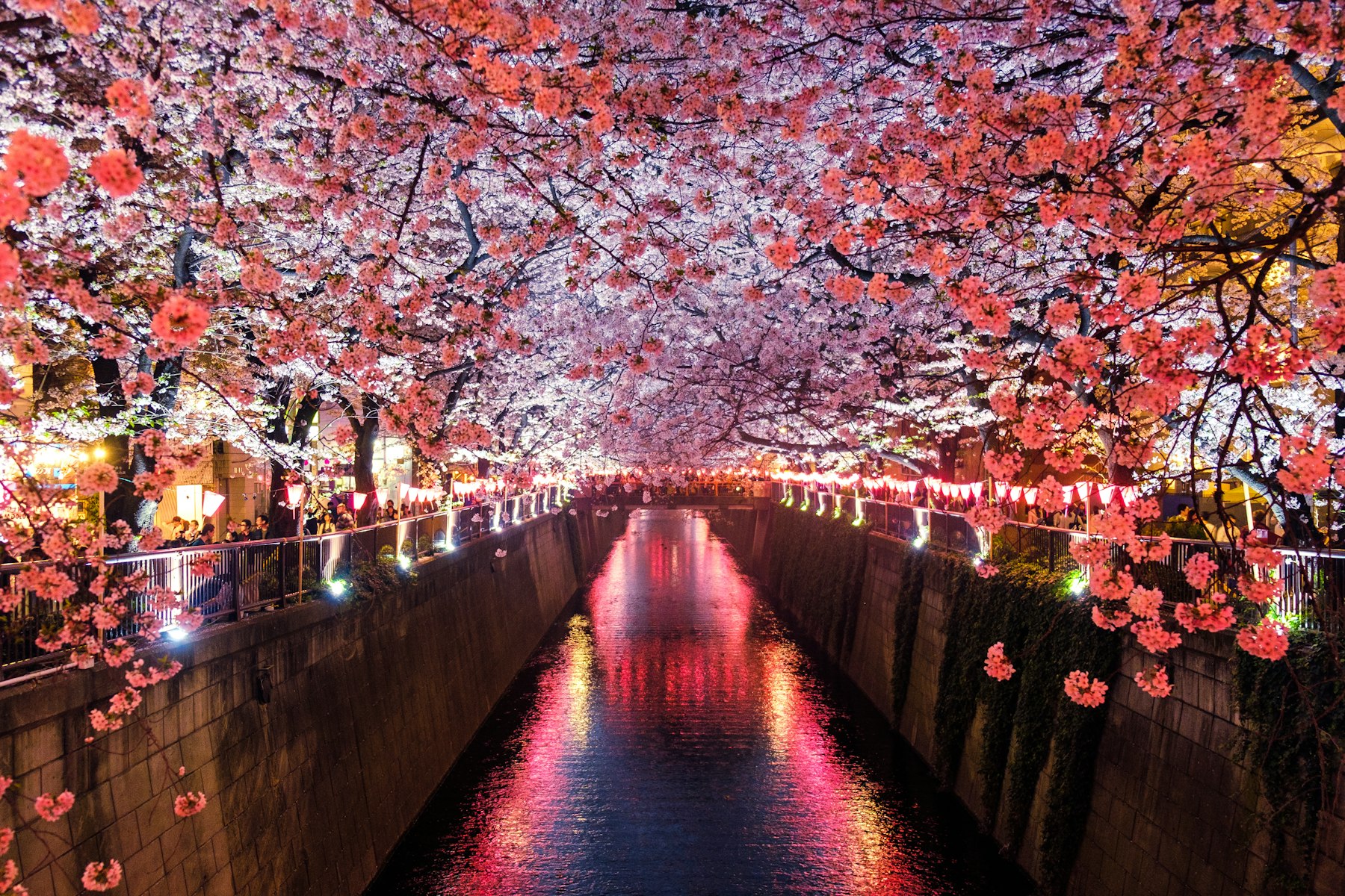 Cherry blossoms in full bloom over a lantern-lit canal at night